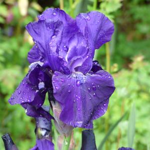 Iris Intermediate Bearded germanica 'Halston'