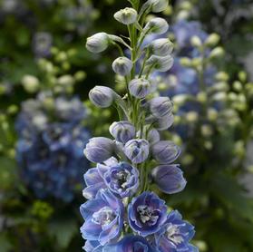 Delphinium elatum 'Delphina™ Light Blue White Bee'