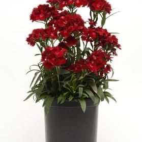 Dianthus x barbatus 'Rockin™ Red'