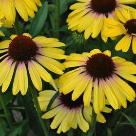 Echinacea 'Butterfly™ Yellow Rainbow Marcella'