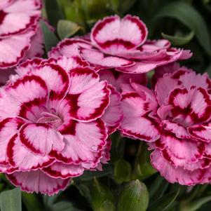 Dianthus 'Constant Beauty™ Crush Pink'