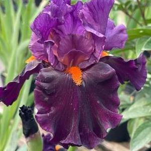 Iris germanica 'Sharp Dressed Man'