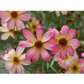 Coreopsis 'Permathread™ Shades of Rose'