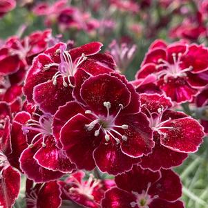 Dianthus Mountain Frost™ Ruby Glitter