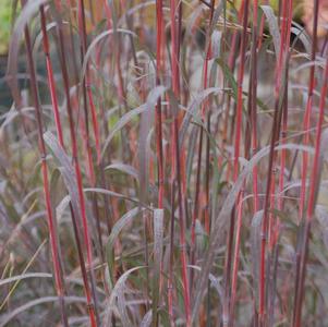 Grass Andropogon gerardii 'Holy Smoke'