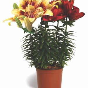 Lilium - Asiatic Pot Lily Looks™ 'Bloom Fusion Tanager'