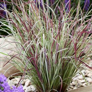 Grass Schizachyrium scoparium 'Chameleon'