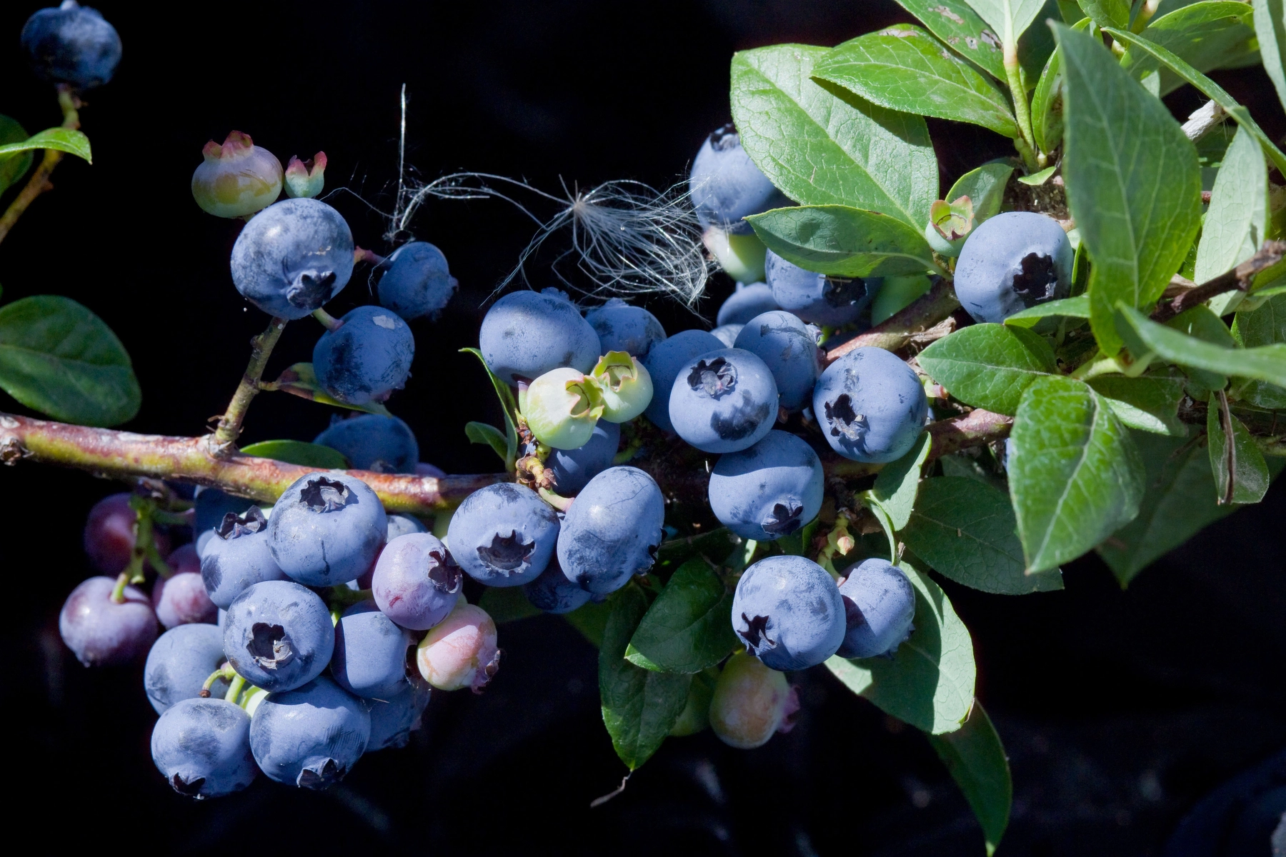 Blueberry 'Superior'