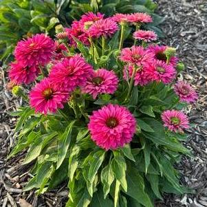 Echinacea 'SunSeekers Sweet Fuchsia'