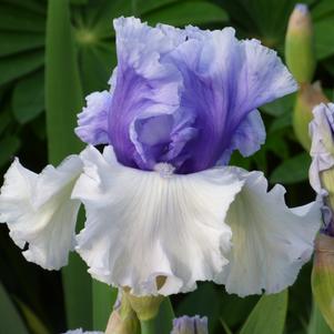 Iris germanica 'Wintry Sky'