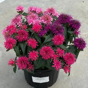 Monarda didyma 'Balmy™Tricolor'