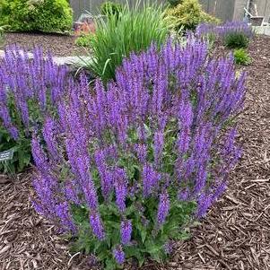 Salvia hybrida 'Blue By You'