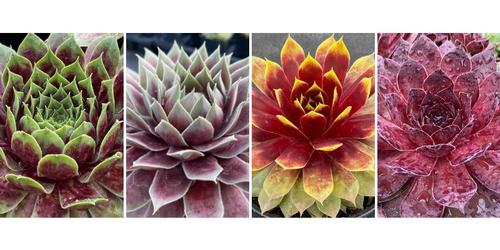 Sempervivum Chick Charms® 'Giants Collection B'