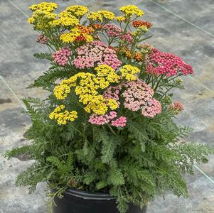 Achillea millefolium 'Milly Rock™ Trio'