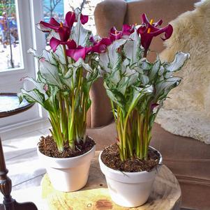 Calla 'Frozen Queen®'
