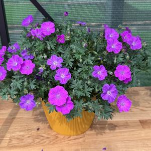 Geranium sanguineum 'Frivolius™ Purple'