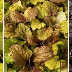 Ajuga 'Feathered Friends™ Large Leaf Mixed Tray'