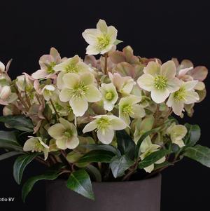 Helleborus orientalis 'Eternal Spark'