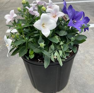 Platycodon grandiflorus 'Pop Star™ Tri-color'