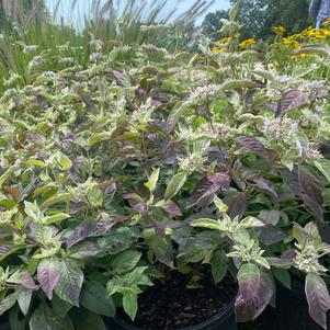 Pycnanthemum x incanum 'Smokey Mountain Mint'