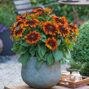 Rudbeckia hirta 'Sunbeckia® Sarah'