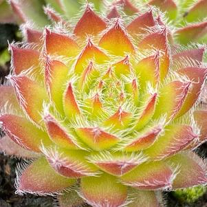 Sempervivum Chick Charms® 'Gold Dust'