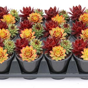 Sempervivum Chick Charms® 'Trio Strawberry Sunrise™'