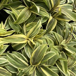 Tropical Cordyline terminalis 'Chocolate Queen'