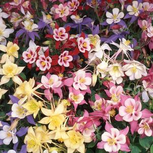 Aquilegia 'Swan Mix'