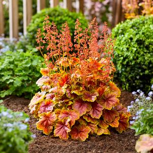 Heuchera 'Eternal Flame'
