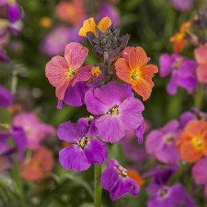 Erysimum linifolium 'Erysistible™ Magenta'