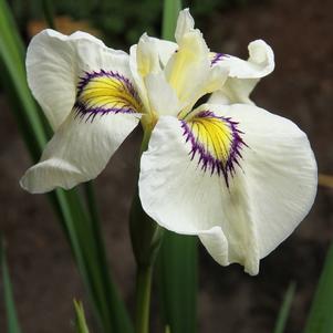 Iris pseudata 'Cat's Eye'