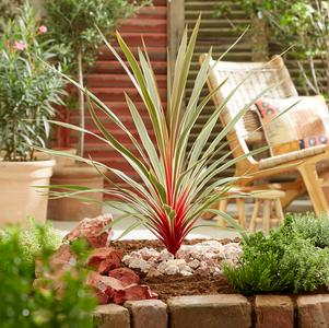 Tropical Cordyline 'Magic Star'