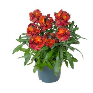 Erysimum linifolium 'Erysistible™ Fire'