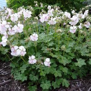 Geranium cantabrigiense 'Biokovo'