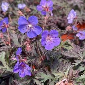 Geranium pratense 'Dark Reiter'