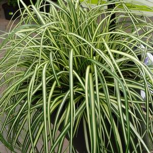 Grass Carex oshimensis 'Evergold'