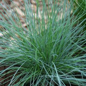 Grass Festuca glauca 'Elijah Blue'