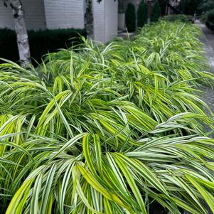 Grass Hakonechloa macra 'Aureola'