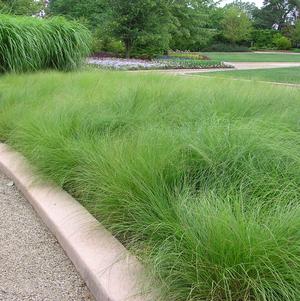 Grass Sporobolus heterolepsis