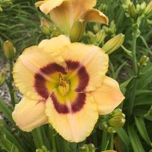 Hemerocallis 'Custard Candy'