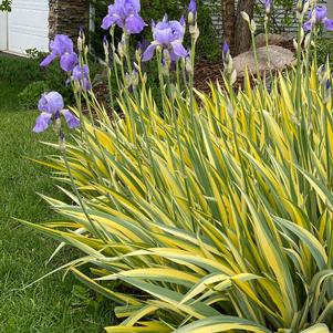 Iris Zebra pallida 'Aureo Variegata'