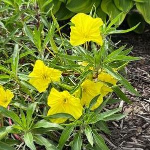 Oenothera missouriensis (macrocarpa)