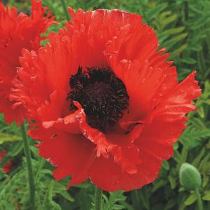 Papaver orientalis 'Turkenlouis'