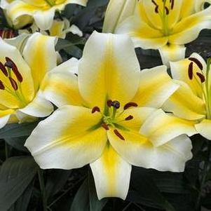 Lilium - OT Hybrid Lily 'Conca d'Or'