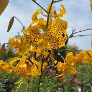 Lilium - Tiger Lily 'Citronelle (yellow)'