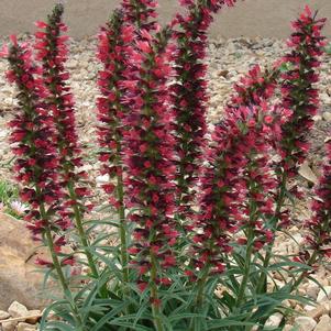 Echium amoenum 'Red Feathers'