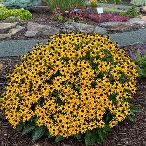 Rudbeckia fulgida var. sullivantii 'Little Goldstar'