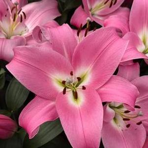 Lilium - OT Hybrid Lily 'Tabledance'