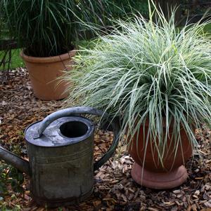 Grass Carex oshimensis 'Evercolor® Everest'